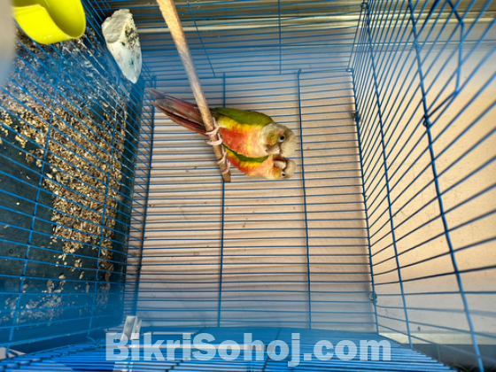 Pineapple conure bird